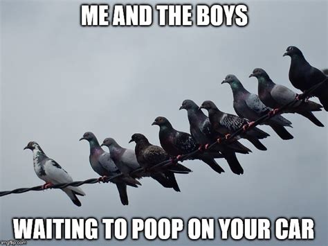 Pigeons Memes And S Imgflip