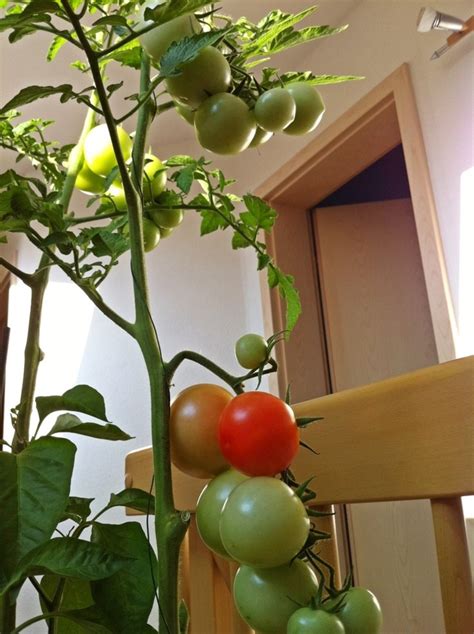 If i chose this scene was because it's a very exciting and real scene, in my. How To Grow Tomatoes Indoors | HubPages