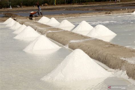 PT Garam Produksi 8 300 Ton Garam Di Bipolo NTT ANTARA News