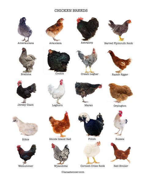Choosing The Best Chicken Breed For Your Flock 20 Most Popular Breeds