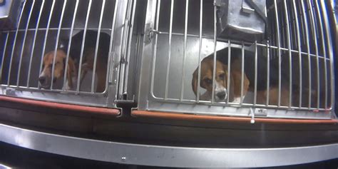 Humane Society Petition Goes Viral After Video Shows Beagles Force Fed