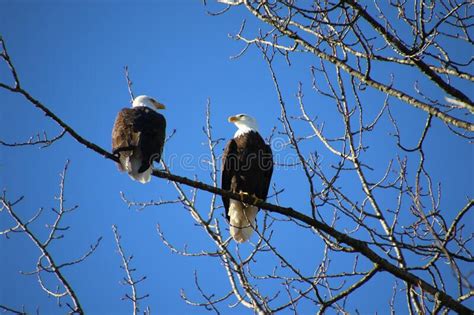 Two Bald Eagles Sitting On A Tree Branch Stock Image Image Of Pair