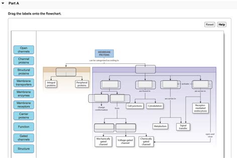We did not find results for: Solved: ? Part A Drag The Labels Onto The Flowchart. Reset ...
