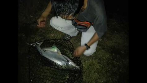 Keuntungan bisnis pembibitan ikan patin. 52+ Gambar Ikan Patin Kena Pancing, Trend Saat Ini!