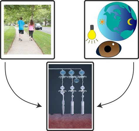 NIH researchers decode retinal circuits for circadian rhythm, pupillary
