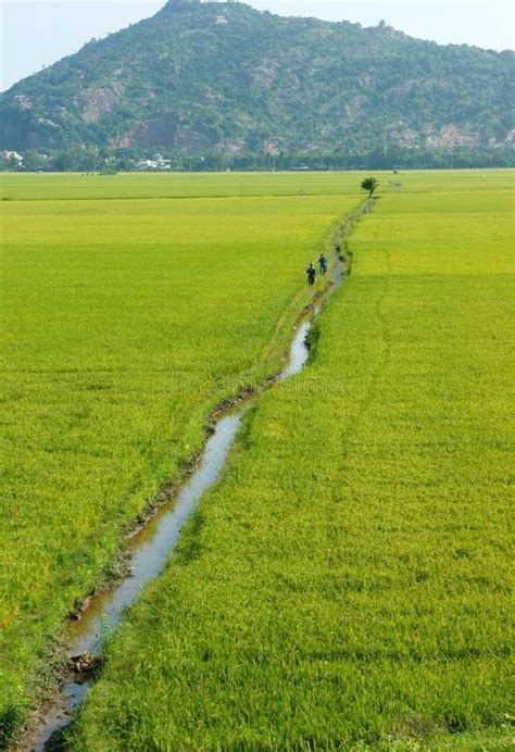 Vietnam Countryside Landscape Rice Field Stock Image Image Of