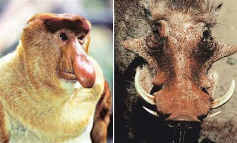 The Winner Takes It All Ugliest Animals Of The Year News Archive