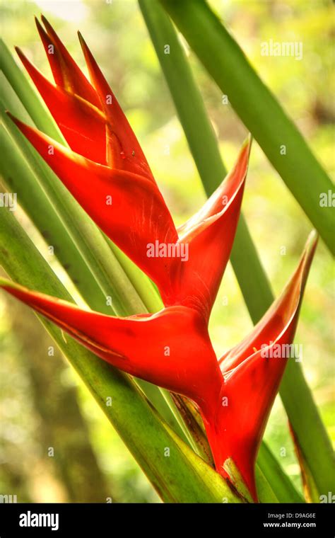 Red Lobster Claw Flower In The Hawaiian Tropical Rainforest Stock Photo