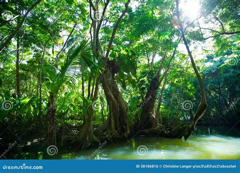 Lush Green Tropical Vegetation Alongside Water Stock Photo Image Of