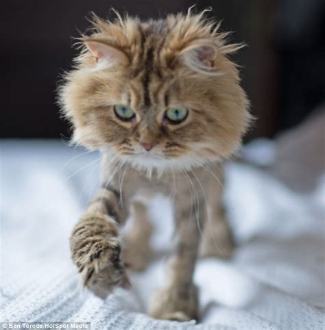 Daisy The Persian Cat Looks Like A Lion After Owners Shave