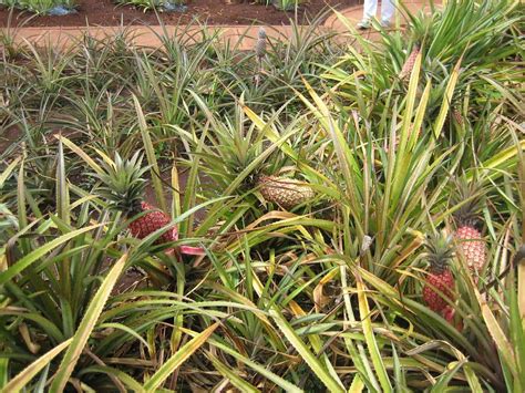 7 Plants That Look Like Pineapples Progardentips