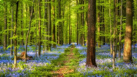 Картинки природа весна лес ліс колокольчики тропинка стежка