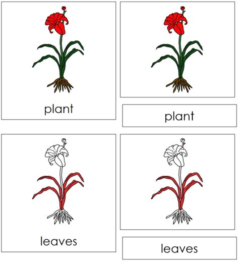 Plant Nomenclature Cards Red Plants Plant Science Parts Of A Plant