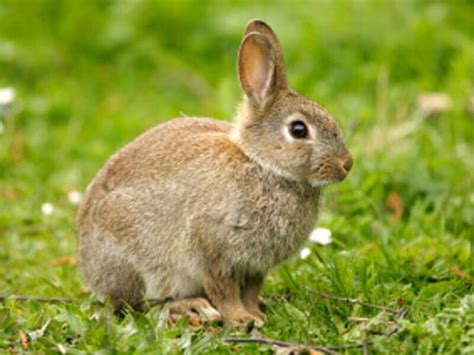 Generally, cats are predator and rabbits are prey so: Living in Harmony With Wild Rabbits | PETA