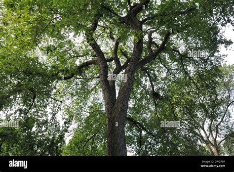 One Of The Majestic American Elm Trees In Tompkins Square Park In