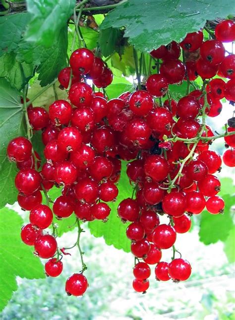 Groseille Rouge à Grappes Gdt