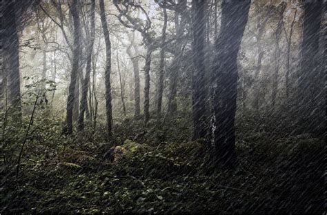 Rain In The Woods By Dven Ephotozine
