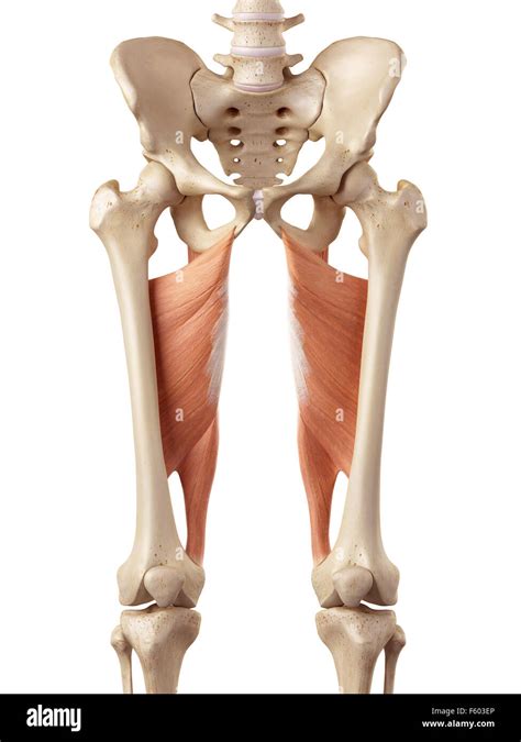 Medical Accurate Illustration Of The Adductor Magnus Stock Photo Alamy