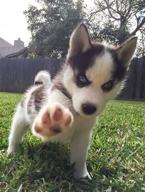 This sweet siberian husky has her hands full with her newborn puppies! 11 best teacup huskies images on Pinterest | Husky puppy ...