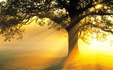 Sunlight Trees Stock Photo Free Download