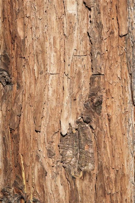 Tree Brown Bark Texture Detail Stock Image Image Of Strenght Line