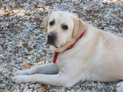 Yellow Labrador Retriever Boone Large Adult Male Dog For Sale