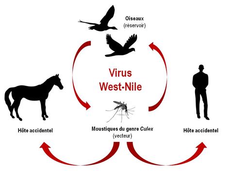 Symptoms if you have west nile virus, you will typically show the first virus symptoms within three to 14 days of being bitten. FRANCE. Un patient porteur du virus du Nil occidental, une ...