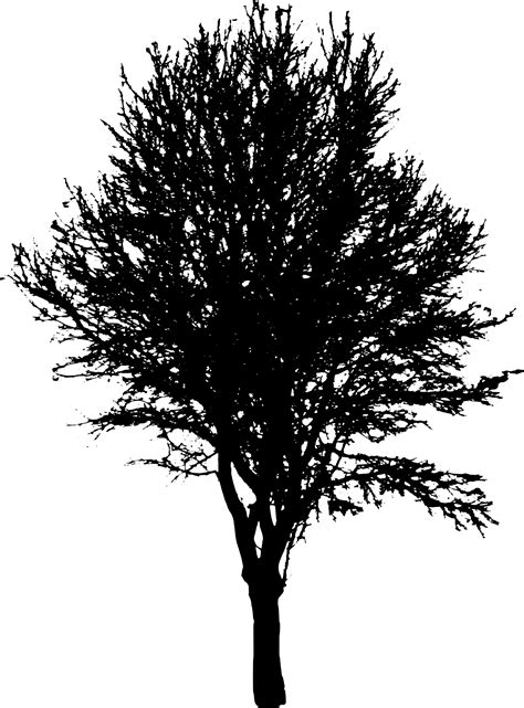 Vector Negro árbol Png Imágenes Transparentes Png Arts