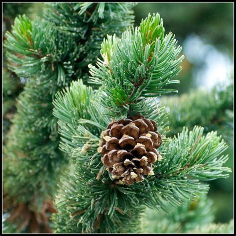 Bristlecone Pine Pinus Aristata Tree Seeds Hardy Evergreen Bonsai