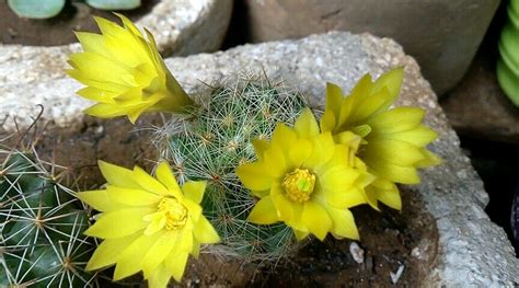 Cactus Flor Amarilla Cultivo De Suculentas Flores Amarillas Plantas