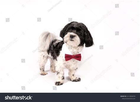 Havanese Wearing Cute Bow Tie Stock Photo 1613004070 Shutterstock