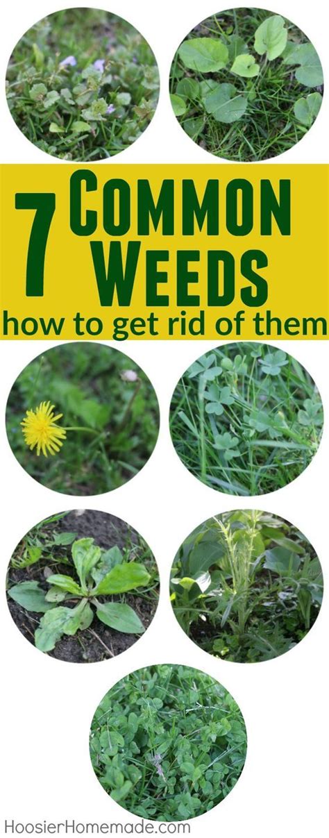 Dont Let Weeds Ruin Your Lawn And Landscaping Learn How To Identify