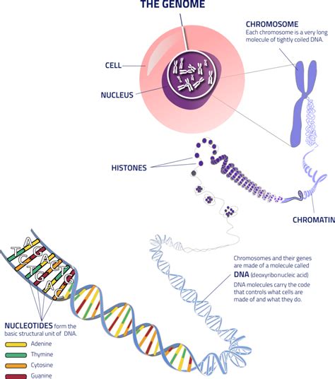 Genome in biology the genome of an organism is its whole hereditary information and is encoded in the dna (or, for some viruses, rna). Understanding Genomics, What is Genomics / Genome - Genome BC