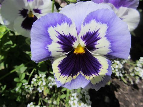 Blue Pansy Pansies African Plants