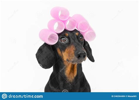 Portrait Of Funny Dachshund Dog With Pink Voluminous Curlers On Its