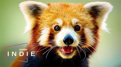 Indie Short Film Looking For Endangered Red Pandas In Nepal Youtube