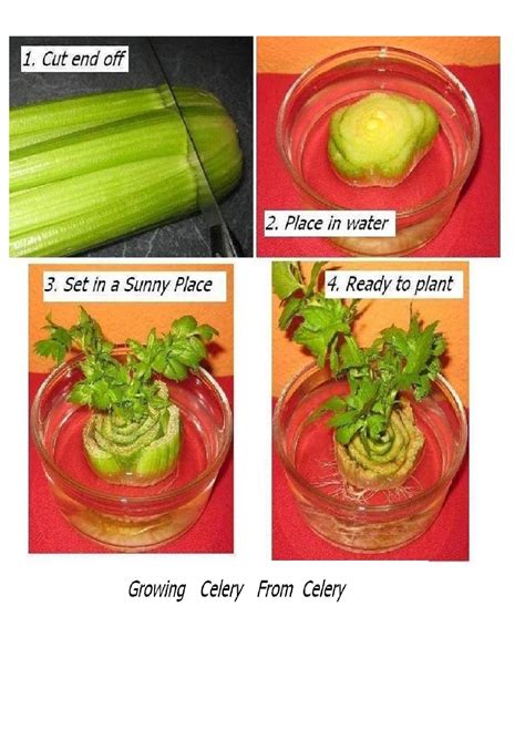 Growing Celery From Celery This Is What Jordyn Well Be Doing Growing