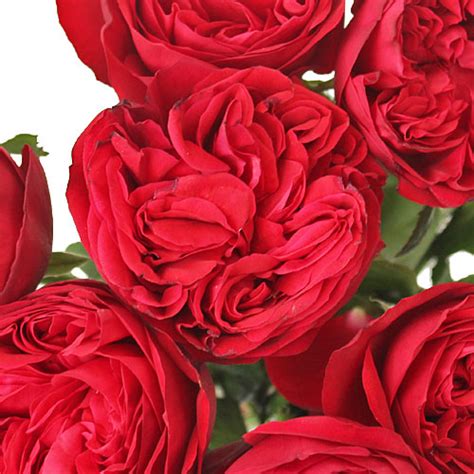 Enticing Red Garden Rose Bulk Rose Fiftyflowers