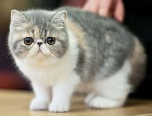 With her thick, dense, plush short hair and round face, the exotic shorthair has a soft teddy bear look. Things you need to know about the Exotic Short Haired Cat ...