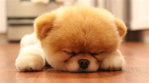 Baby doge coin is created by dogecoin lovers with a mission to help save dogs. Clever Dogs Teaching Cute Baby | Funny dog videos | Dog ...