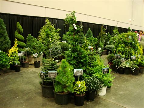 Natural history, botany and taxonomic information on conifers, cycads, ginkgo and related plants. danger garden: The year of the Conifer…Farwest 2011