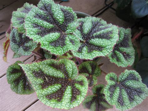 First time offered for sale. Begoniaceae - A Genus Worth Exploring | Piedmont Master ...