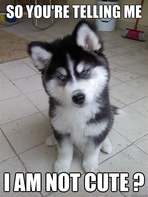 So Youre Telling Me I Am Not Cute Skeptical Husky Puppy Quickmeme