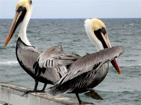 Taking Flight Florida Pelicans On Dayton Beach Pier Dayton Beach