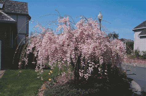 Ascendens 'rosea' prunus × subhirtella 'ascendens rosea'. Higan Double Weeping Cherry (prunus subhirtella 'Pendula ...