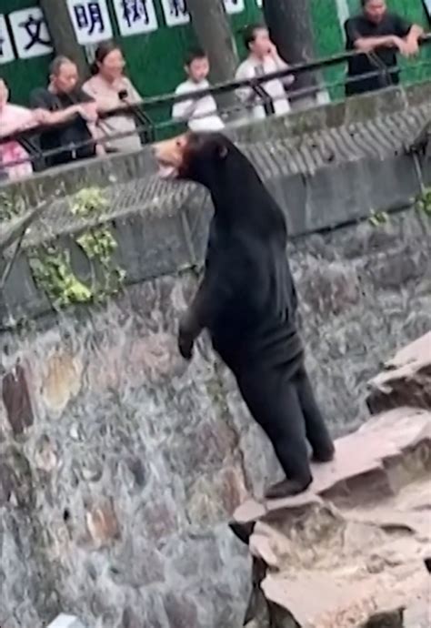 Viral Video Of Human Like Bear At Chinese Zoo Sets Internet On Fire