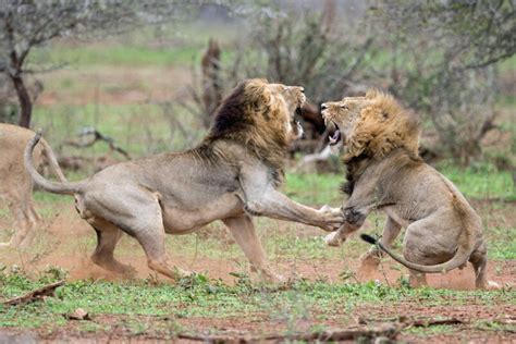 Big Cat Fight Club Fur Flies As Two Frisky Lions Fight