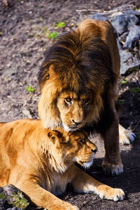 Lions In Love Stock Photo Image Of Outdoor Lion Animal 11330966