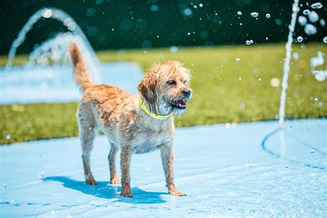 Pin By H2o Fido On Dog Spray Parks Dog Water Parks Splash Pads For