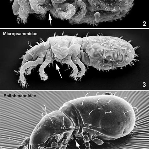 These spiders were told to be up to a half of a human's height, deadly poisonous and extremely fast running. Camel spider (Solifugae: Galeodes sp.) in ventral view ...